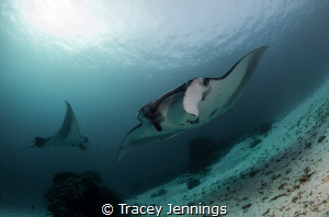 Manta approaching by Tracey Jennings 